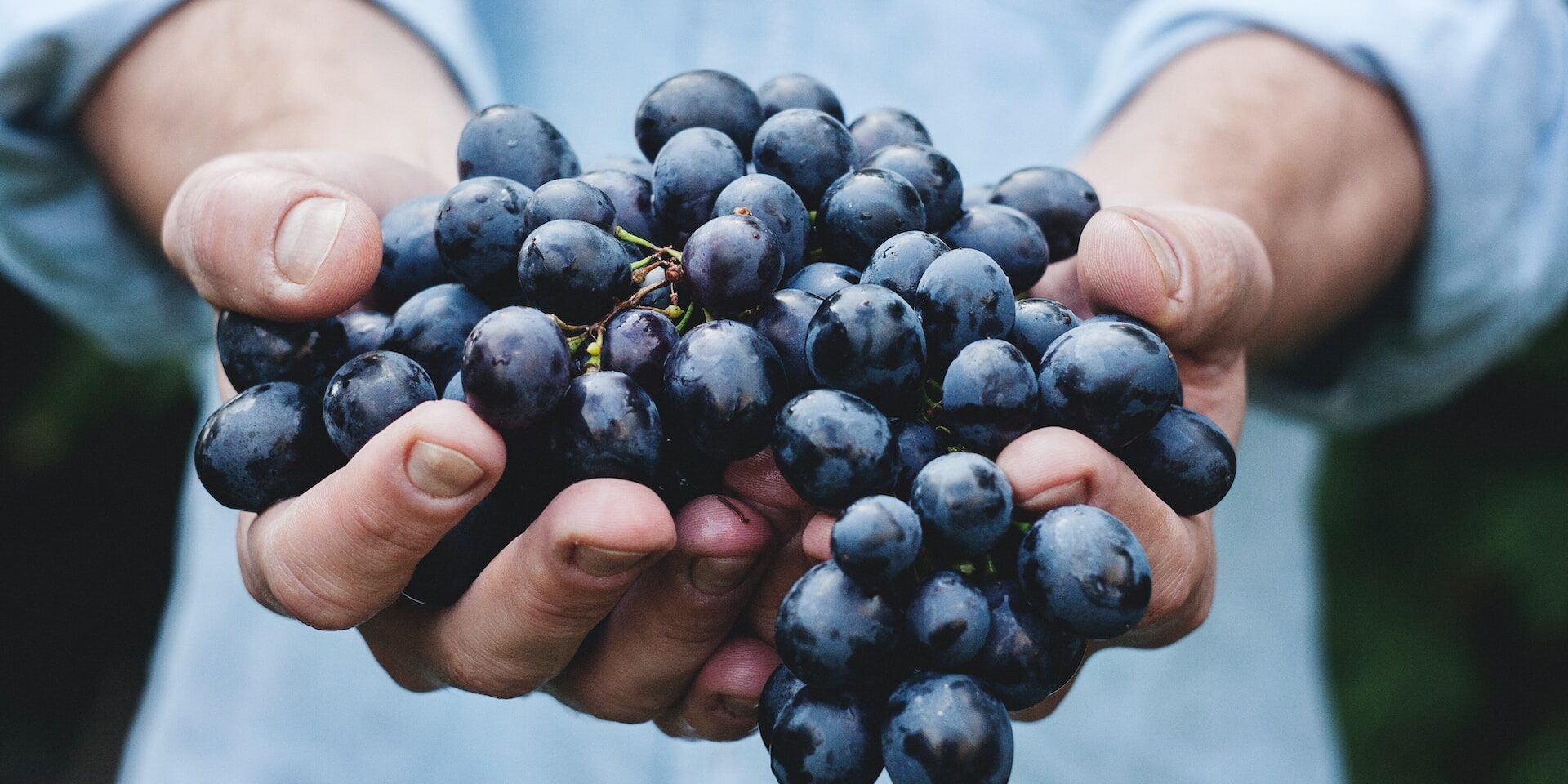 Close-up of hands holding a bunch of ripe, dark purple grapes. Farm-to-fork freshness. - Supply Chain Transparency