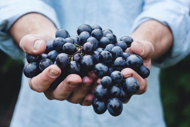 From Farm to Fork: Exploring Supply Chain Transparency in the Food Industry Close-up of hands holding a bunch of ripe, dark purple grapes. Farm-to-fork freshness. - Supply Chain Transparency