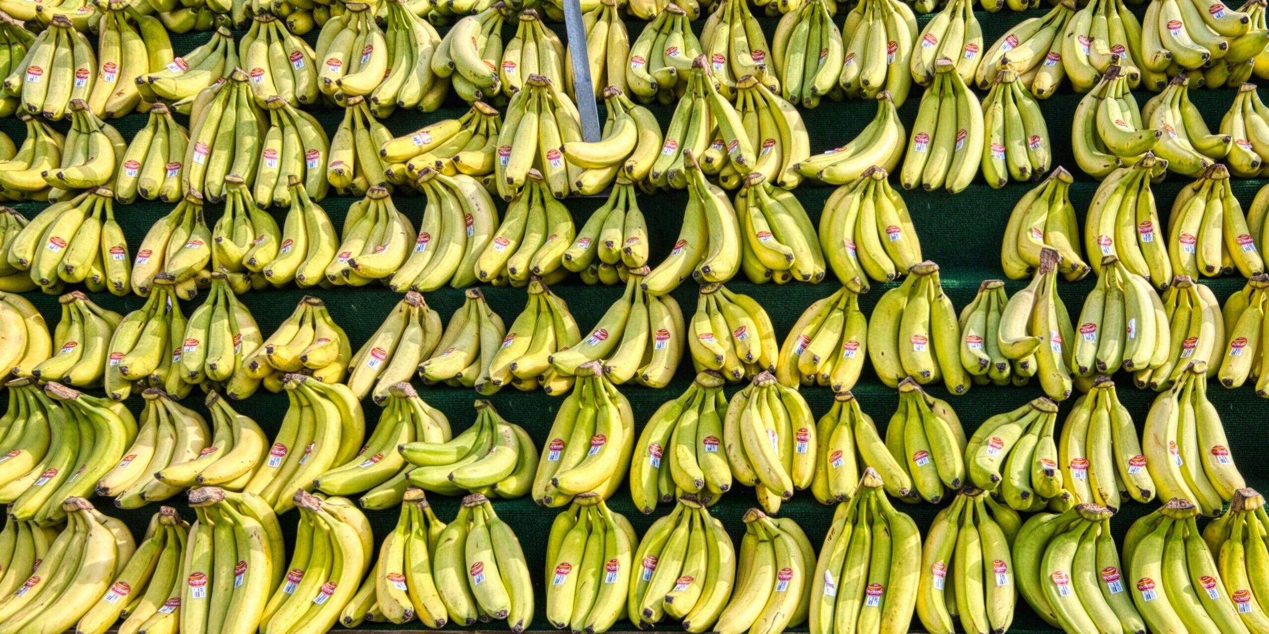 Global Banana Supply Chain Sustainability Takes Center Stage at Rome Conference Global Banana Supply Chain Sustainability Takes Center Stage at Rome Conference