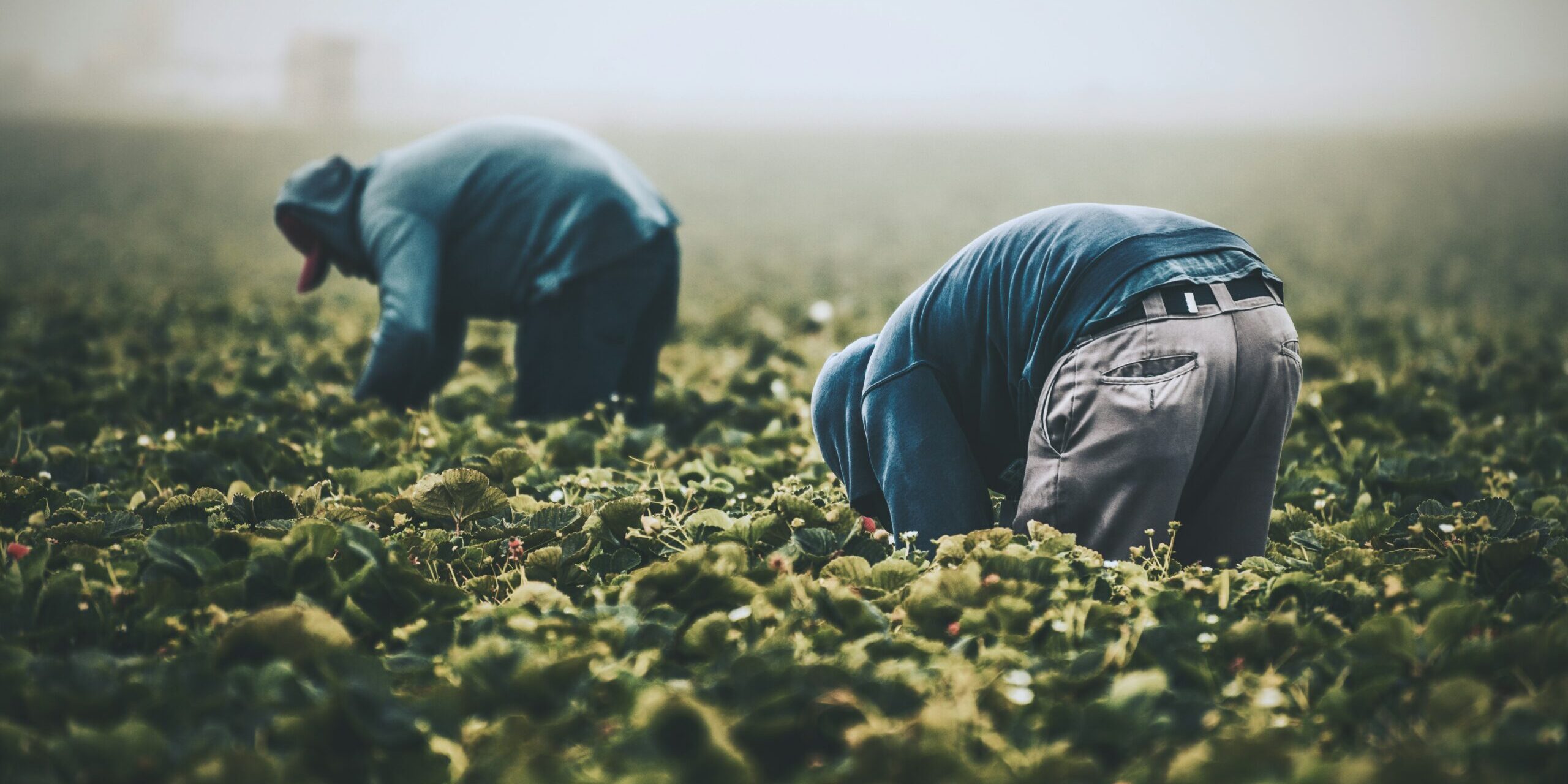 Collaborative Effort Enhances Philippines’ Agricultural Supply Chain Collaborative Effort Enhances Philippines' Agricultural Supply Chain