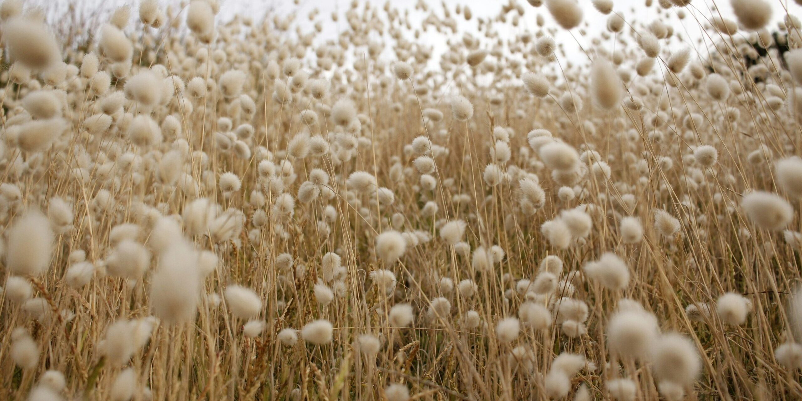 Revolutionizing Cotton Supply Chains: A New Era of Transparency Revolutionizing Cotton Supply Chains: A New Era of Transparency