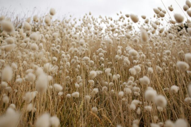 Revolutionizing Cotton Supply Chains: A New Era of Transparency Revolutionizing Cotton Supply Chains: A New Era of Transparency