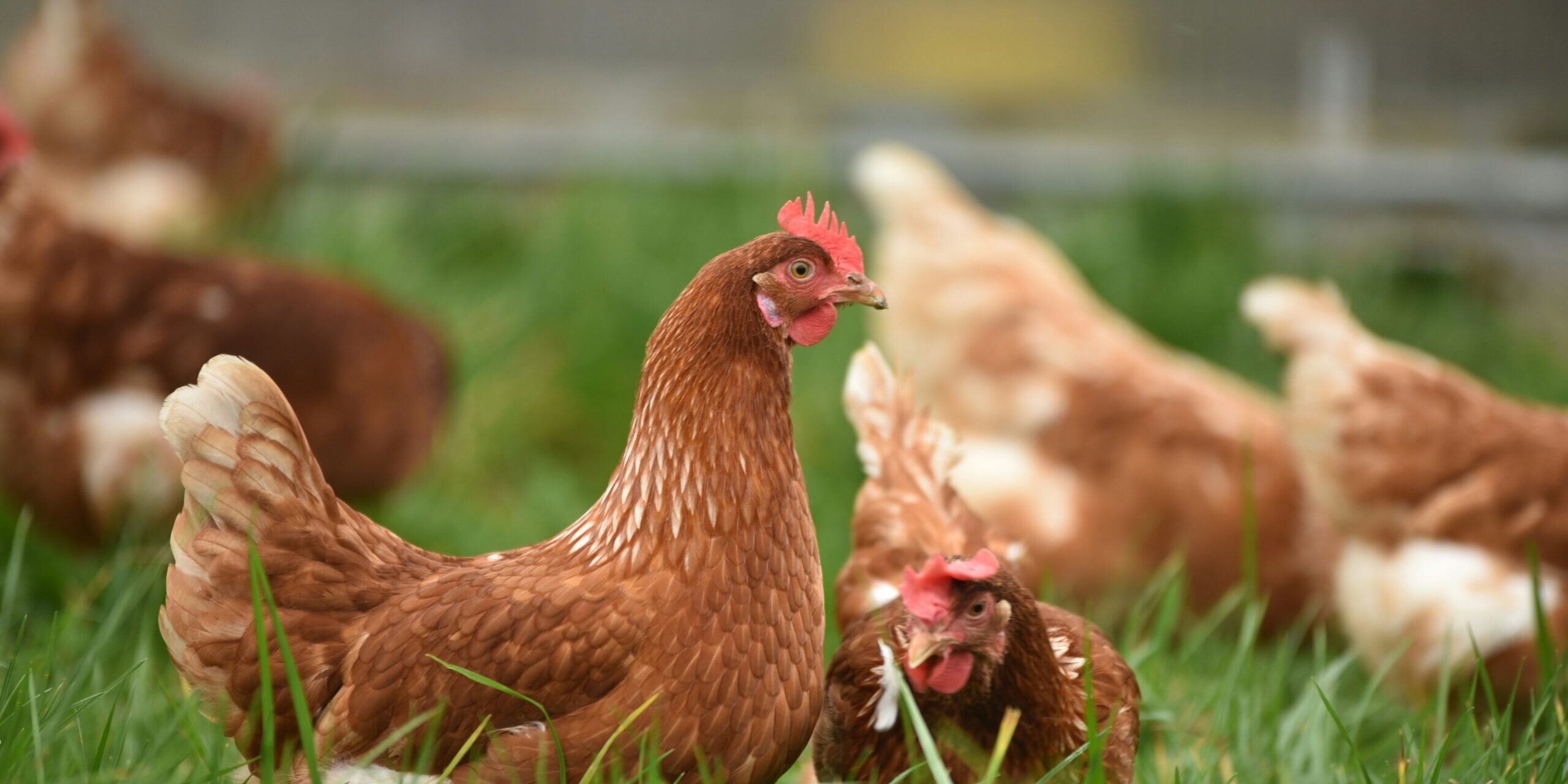 Investment Opportunities Surge in Asia's Poultry Supply Chain