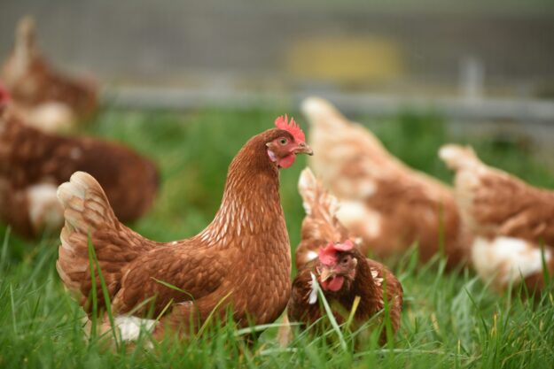 Investment Opportunities Surge in Asia’s Poultry Supply Chain Investment Opportunities Surge in Asia's Poultry Supply Chain