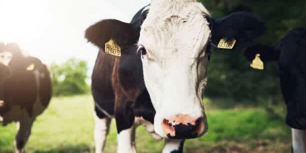 Brazil's Cattle Supply Chain Leading the Way to a Greener Future