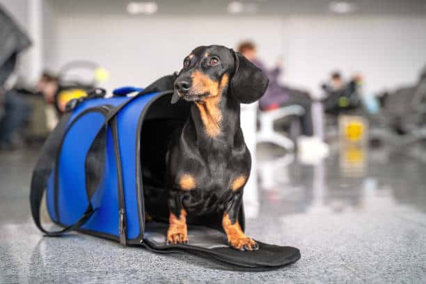 Logistics Driving Success in UK’s Flourishing Pet Industry Logistics Driving Success in UK's Flourishing Pet Industry