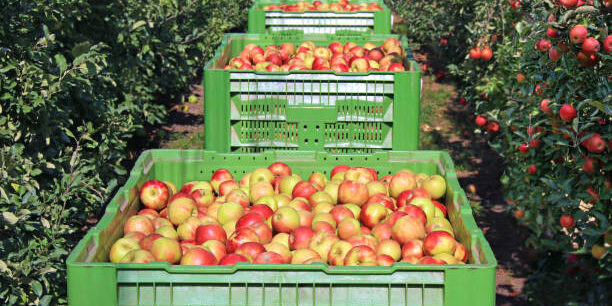 Innovative Solutions for an Efficient Apple Supply Chain Innovative Solutions for an Efficient Apple Supply Chain