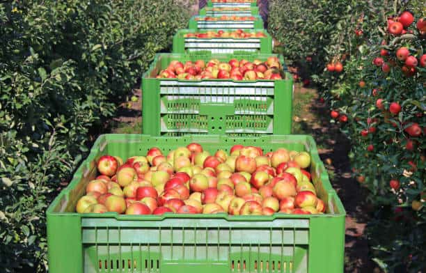 Innovative Solutions for an Efficient Apple Supply Chain Innovative Solutions for an Efficient Apple Supply Chain