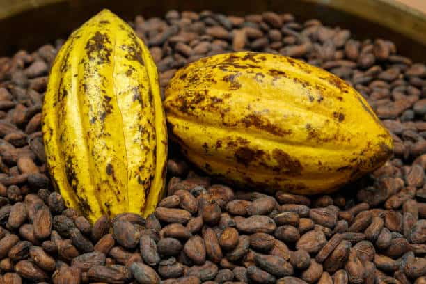 New Cocoa Supply Chain Initiative Strengthens Farmer Incomes and Promotes Sustainable Growth New Cocoa Supply Chain Initiative Strengthens Farmer Incomes and Promotes Sustainable Growth