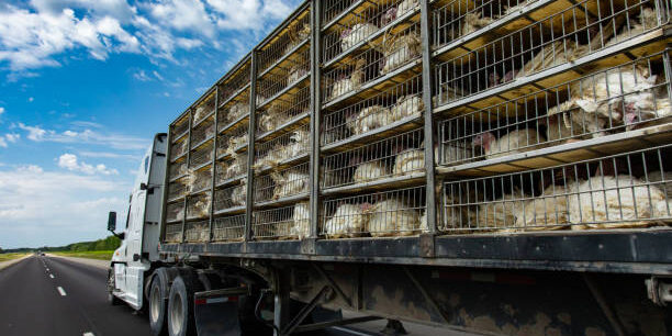 Optimizing Poultry Transportation to Strengthen the Food Supply Chain Optimizing Poultry Transportation to Strengthen the Food Supply Chain