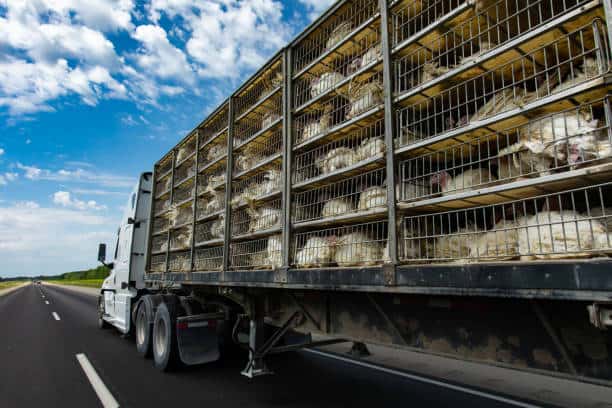 Optimizing Poultry Transportation to Strengthen the Food Supply Chain Optimizing Poultry Transportation to Strengthen the Food Supply Chain