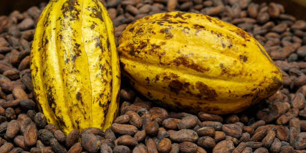 Cocoa Industry Set to Achieve Segregated Global Supply Chain by 2030