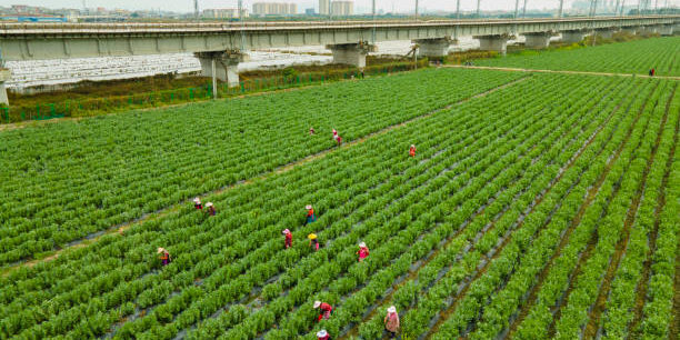 Leading the Future of Sustainable Food Supply Chains in China Leading the Future of Sustainable Food Supply Chains in China