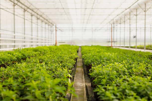Italy Strengthens Organic Supply Chain with Direct Distribution Focus Italy Strengthens Organic Supply Chain with Direct Distribution Focus