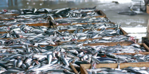 Japan Invests $4.7M in Sustainable Fishery Supply Chain Development Japan Invests $4.7M in Sustainable Fishery Supply Chain Development