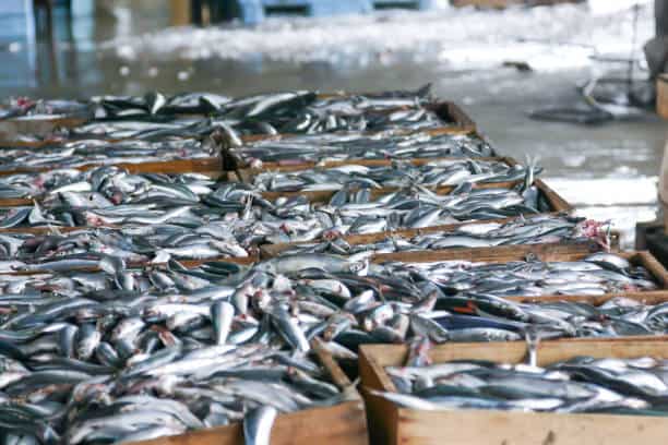 Japan Invests $4.7M in Sustainable Fishery Supply Chain Development Japan Invests $4.7M in Sustainable Fishery Supply Chain Development