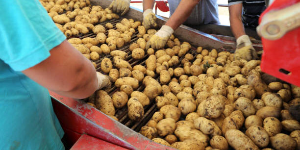 Global Experts Gather to Strengthen Potato Supply Chain Global Experts Gather to Strengthen Potato Supply Chain