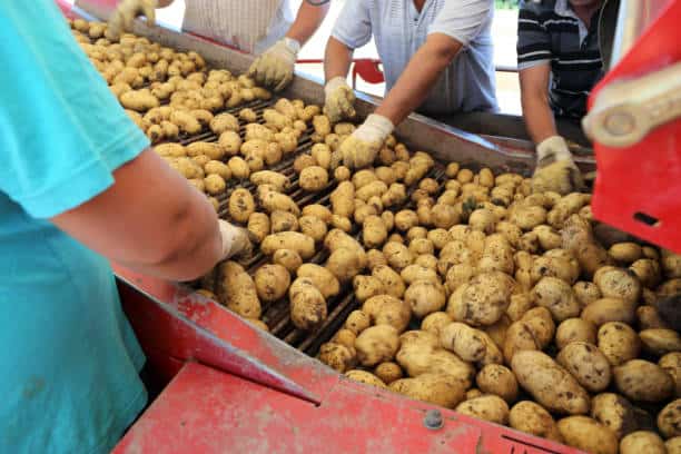 Global Experts Gather to Strengthen Potato Supply Chain