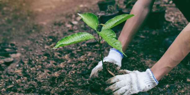Logistics Industry Strengthens Sustainable Supply Chains with Tree-Planting Initiative Logistics Industry Strengthens Sustainable Supply Chains with Tree-Planting Initiative