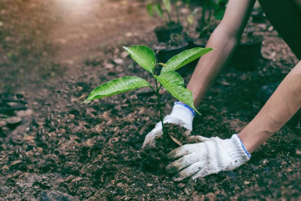 Logistics Industry Strengthens Sustainable Supply Chains with Tree-Planting Initiative Logistics Industry Strengthens Sustainable Supply Chains with Tree-Planting Initiative