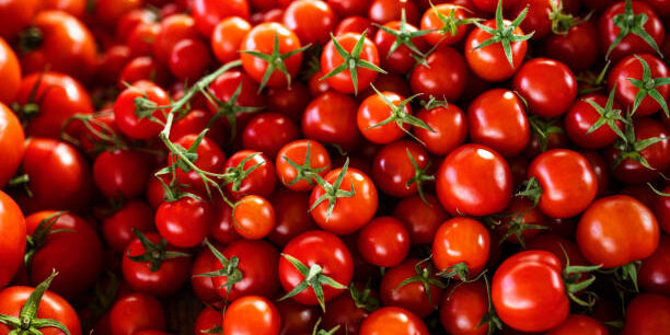 Taiwan Boosts Agricultural Supply Chain with Innovations in Mini Tomato Production Taiwan Boosts Agricultural Supply Chain with Innovations in Mini Tomato Production