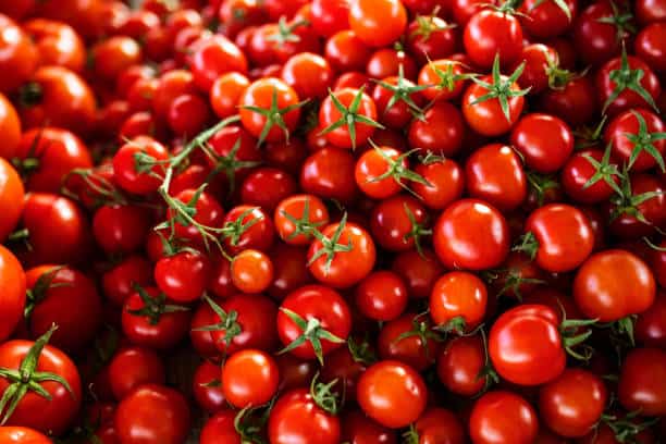 Taiwan Boosts Agricultural Supply Chain with Innovations in Mini Tomato Production Taiwan Boosts Agricultural Supply Chain with Innovations in Mini Tomato Production