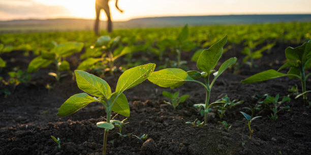 Malaysia Advances Agro Supply Chain to Empower Rural Economy Malaysia Advances Agro Supply Chain to Empower Rural Economy