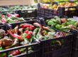 Spain Strengthens Agricultural Supply Chain as Pepper Exports Lead Produce Trade