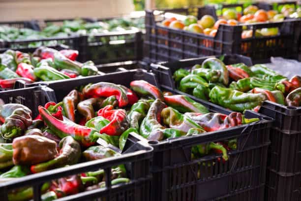 Spain Strengthens Agricultural Supply Chain as Pepper Exports Lead Produce Trade Spain Strengthens Agricultural Supply Chain as Pepper Exports Lead Produce Trade
